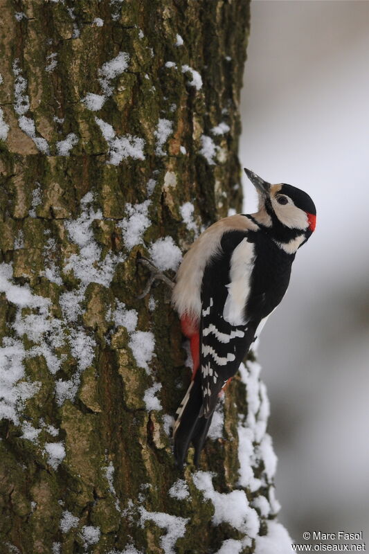 Great Spotted Woodpecker female adult post breeding, Behaviour