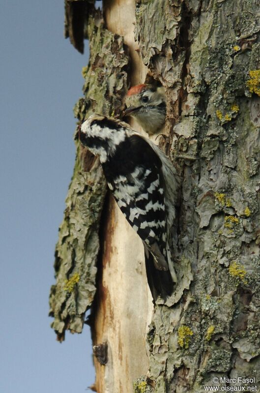 Lesser Spotted Woodpecker female adult breeding, identification, Reproduction-nesting, Behaviour