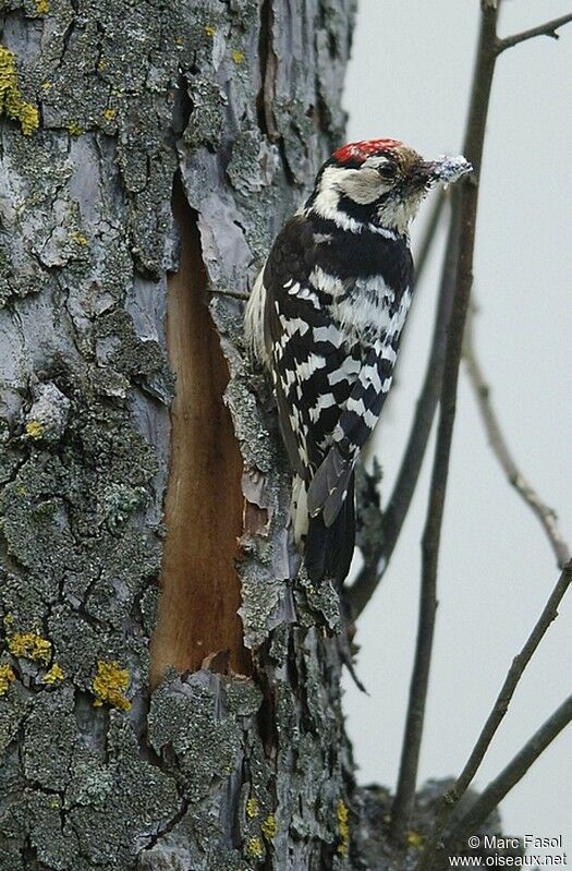 Lesser Spotted Woodpecker female adult breeding, feeding habits, Reproduction-nesting