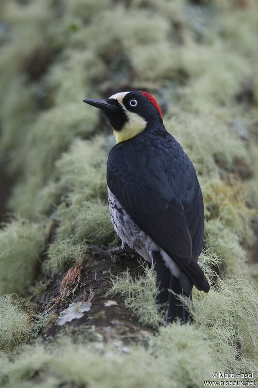 Acorn Woodpecker female adult, identification