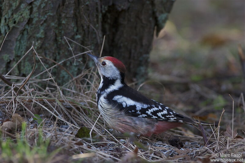 Middle Spotted Woodpecker female adult post breeding, identification, feeding habits