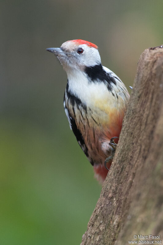 Middle Spotted Woodpecker female adult, identification, Behaviour