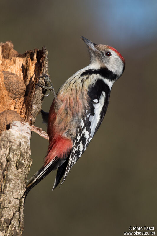 Middle Spotted Woodpecker female adult post breeding