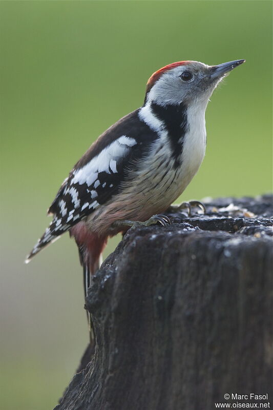 Middle Spotted Woodpecker female adult post breeding, identification, feeding habits