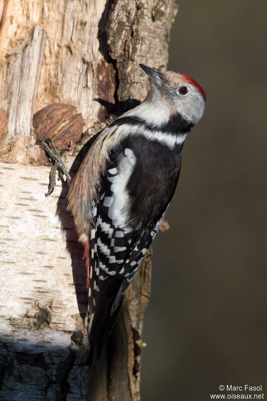 Middle Spotted Woodpecker female adult, eats