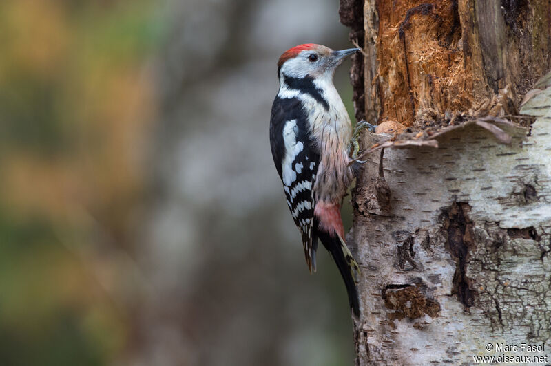 Middle Spotted Woodpecker female adult, identification, eats