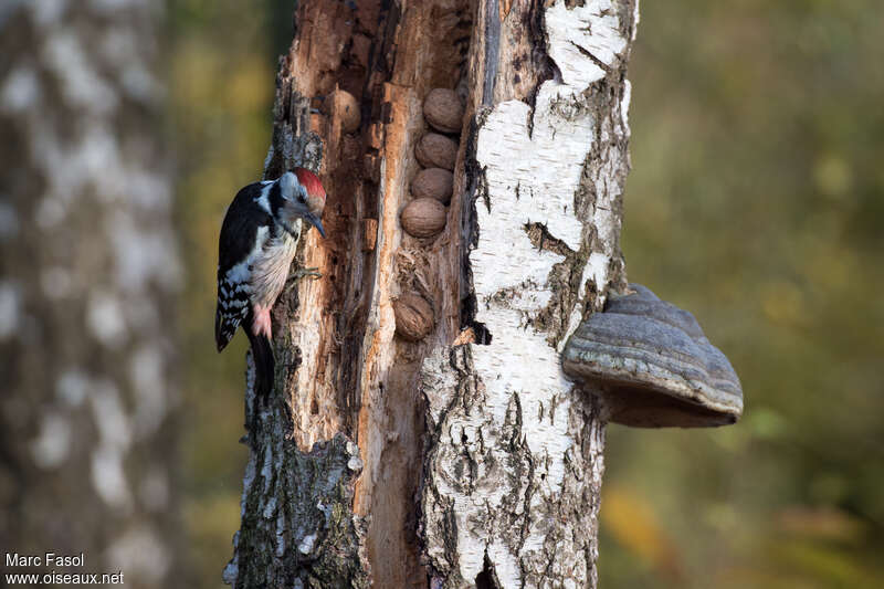Middle Spotted Woodpecker female adult, habitat, feeding habits, Behaviour