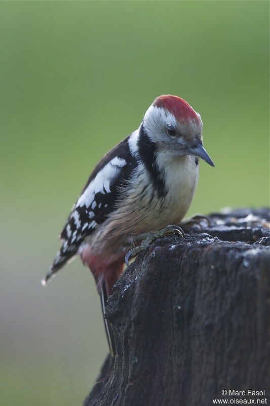 Middle Spotted Woodpecker female adult post breeding, identification, Behaviour