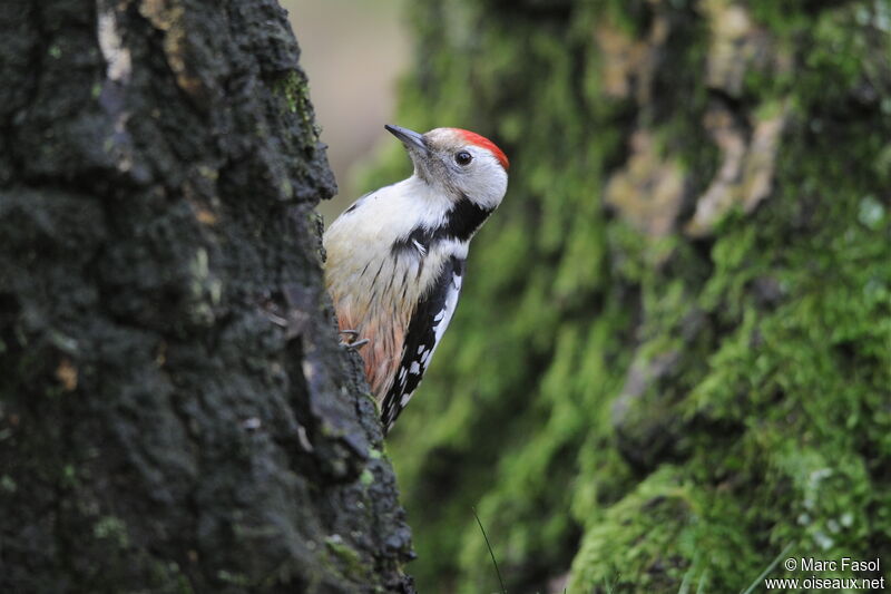 Middle Spotted Woodpecker female adult post breeding, identification, Behaviour