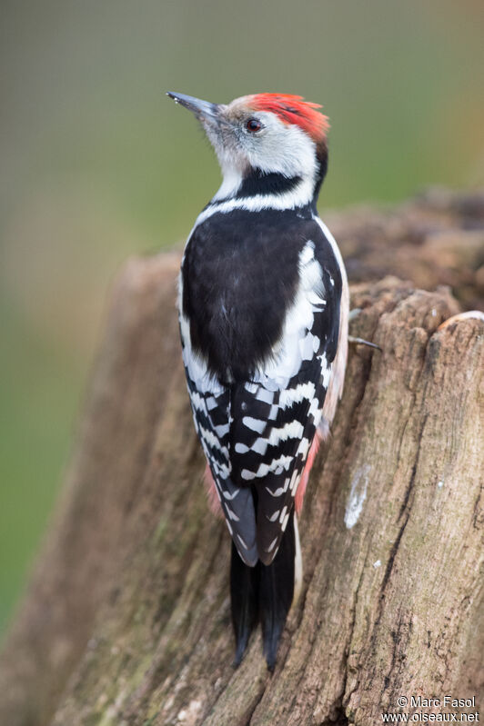 Middle Spotted Woodpecker female adult post breeding, identification