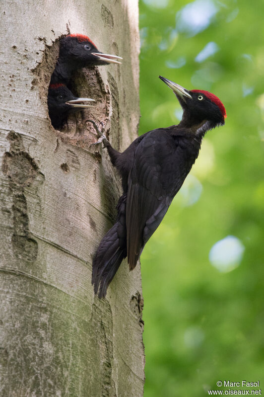 Black Woodpecker male adult breeding, identification, Reproduction-nesting