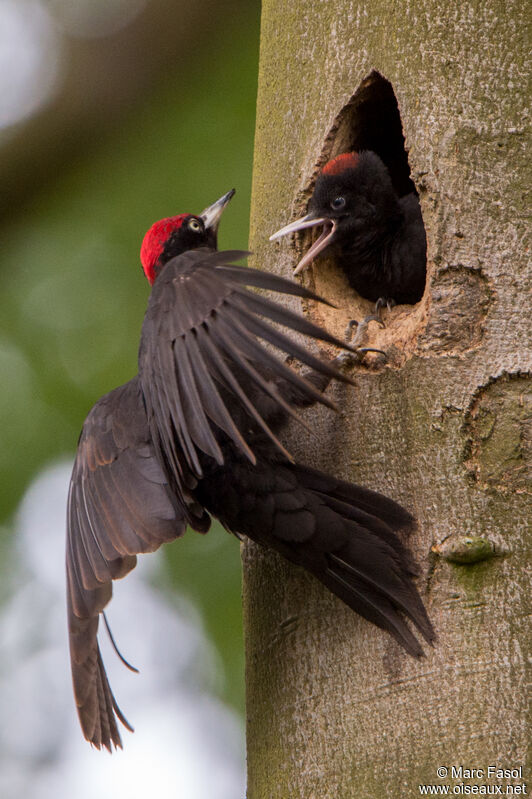Black Woodpecker male, Reproduction-nesting
