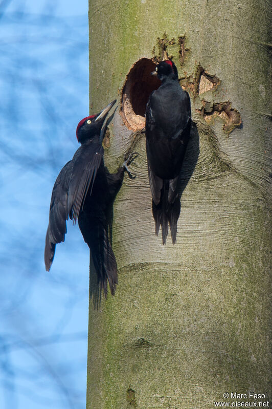 Black Woodpeckeradult breeding, courting display, Reproduction-nesting