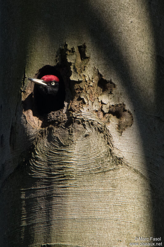 Black Woodpeckeradult breeding, close-up portrait, Reproduction-nesting