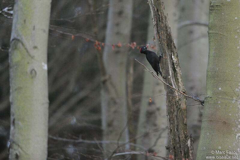 Black Woodpecker female adult breeding, identification, feeding habits, Behaviour