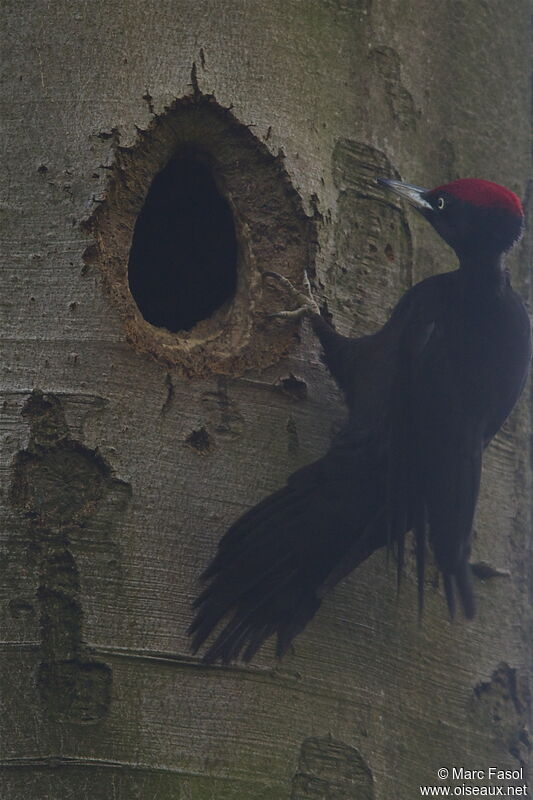 Black Woodpecker male, identification, Reproduction-nesting