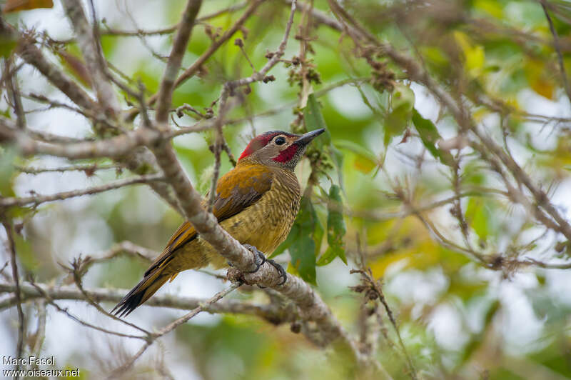 Golden-olive Woodpecker male adult, identification