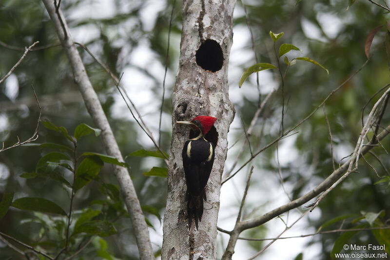 Lineated Woodpecker male, identification, Reproduction-nesting, Behaviour