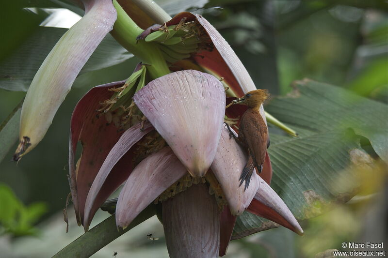 Chestnut-colored Woodpecker female, identification, feeding habits