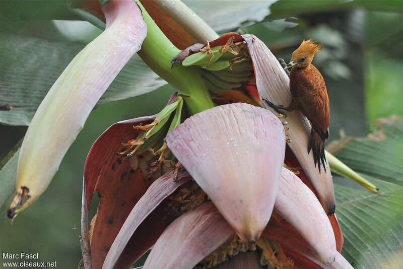 Chestnut-colored Woodpecker female adult, feeding habits, Behaviour