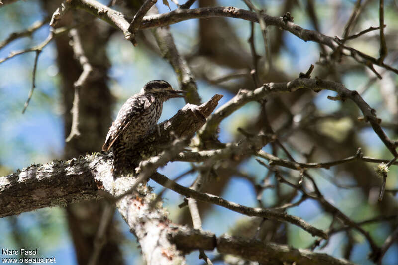 Checkered Woodpecker female adult, habitat, camouflage, pigmentation, eats