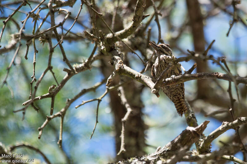 Checkered Woodpecker female adult, identification, eats