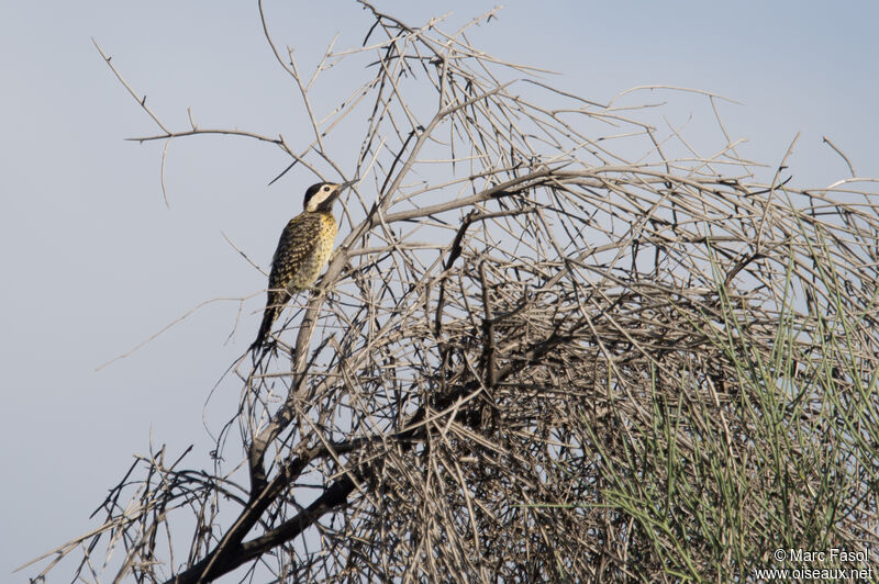 Green-barred Woodpecker female adult