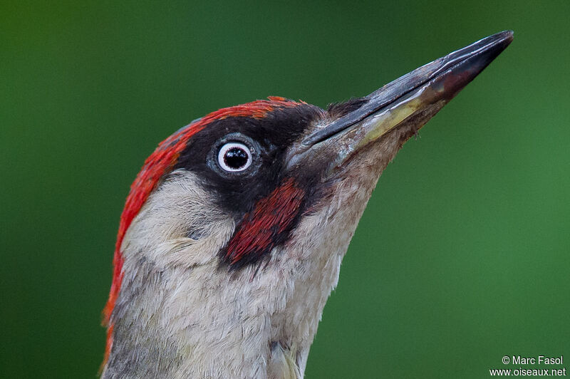 European Green Woodpecker male adult, close-up portrait