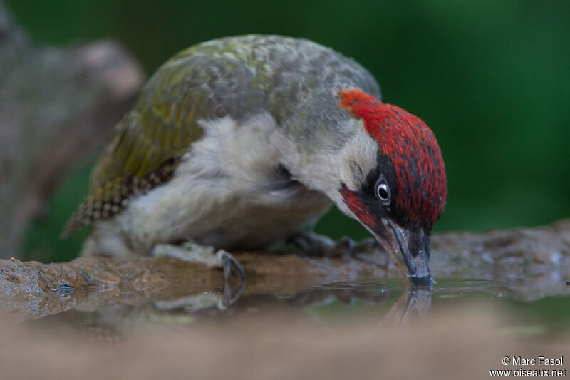 European Green Woodpecker male adult, drinks