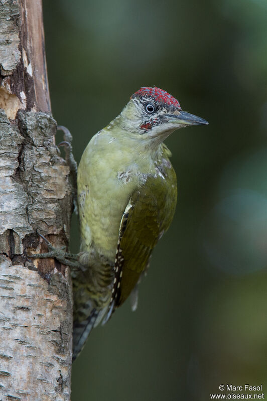 European Green Woodpecker male First year, identification