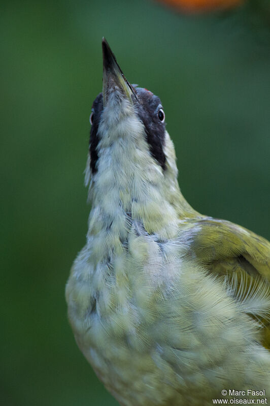 European Green Woodpecker female First year, close-up portrait