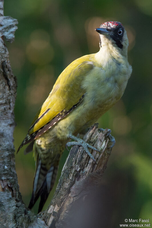European Green Woodpecker female First year, identification