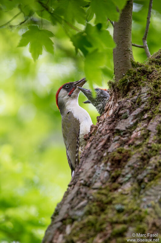 European Green Woodpecker male adult breeding, identification, Reproduction-nesting, Behaviour