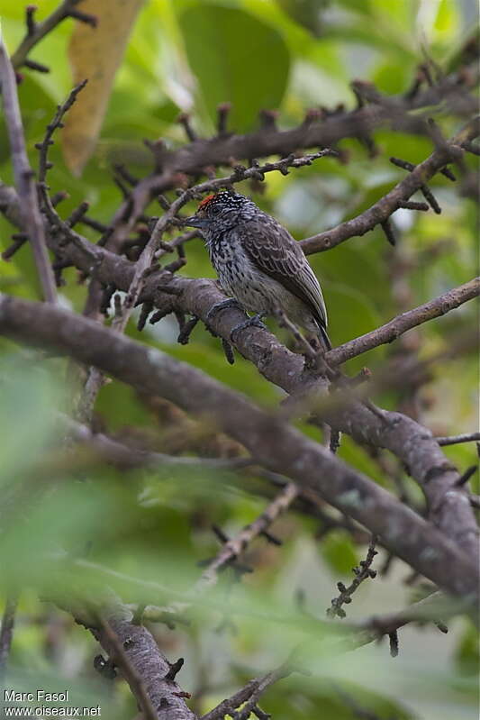 Ocellated Piculet male adult, identification