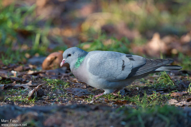 Pigeon colombinadulte, mange