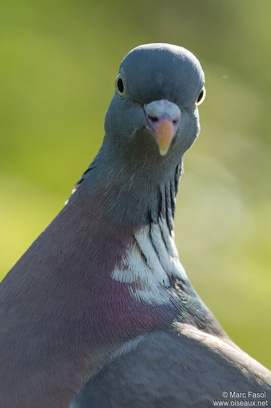 Common Wood Pigeon, close-up portrait