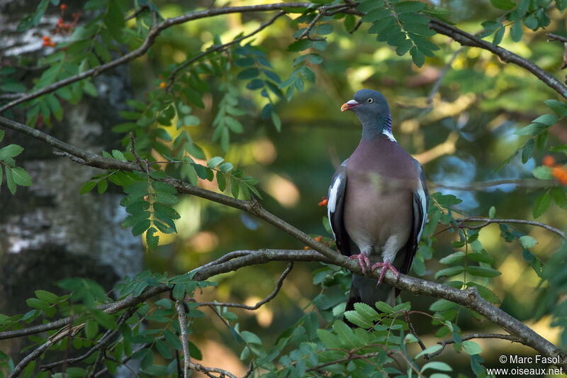 Pigeon ramieradulte, habitat