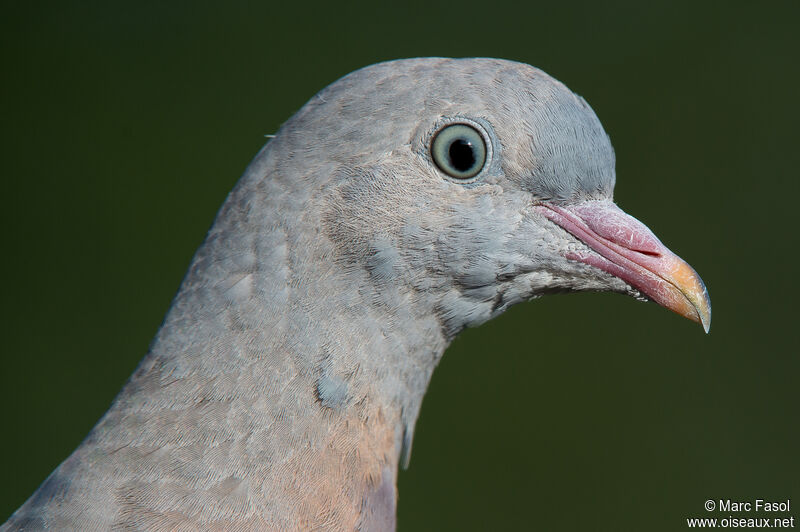 Pigeon ramierjuvénile, portrait