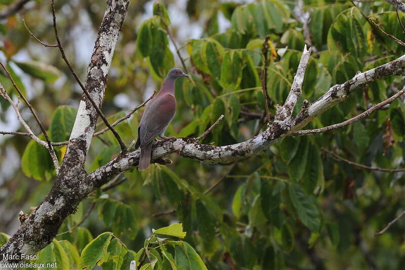 Pigeon rousset mâle adulte, habitat