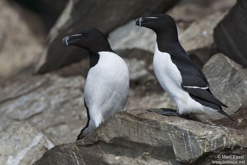 Pingouin torda adulte nuptial, identification, Nidification