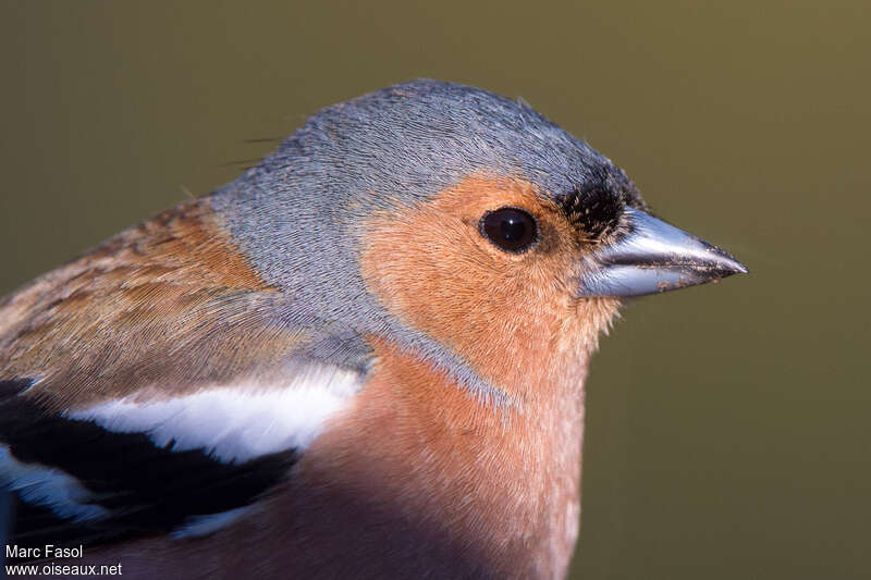 Eurasian Chaffinch male adult, close-up portrait