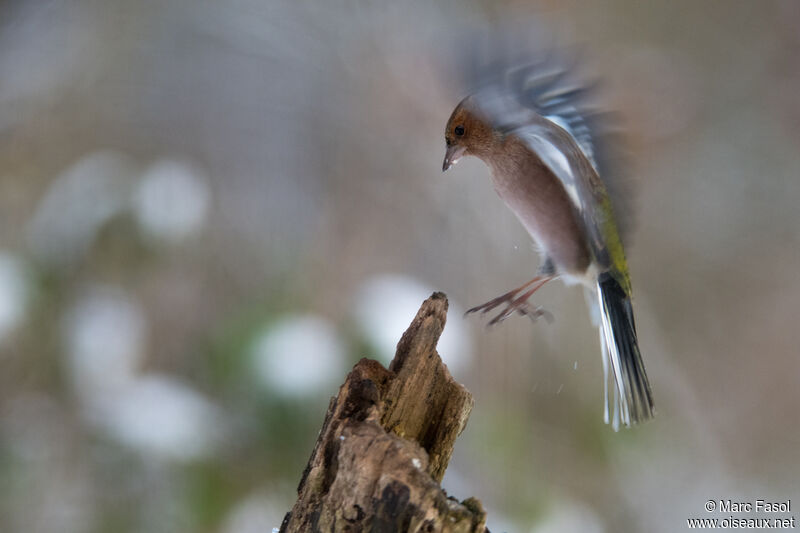 Eurasian Chaffinch male adult post breeding, Flight