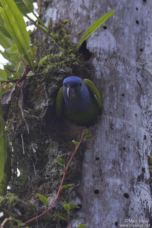 Blue-headed Parrotadult, identification, Reproduction-nesting