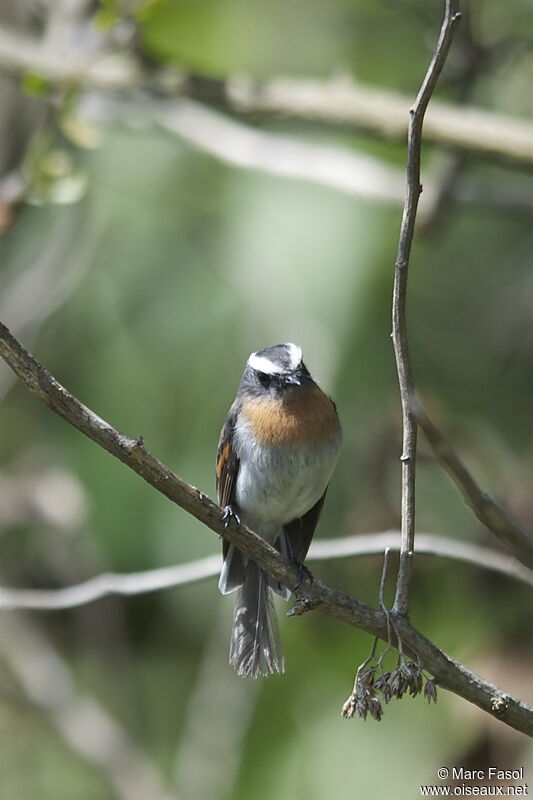 Rufous-breasted Chat-Tyrantadult, identification