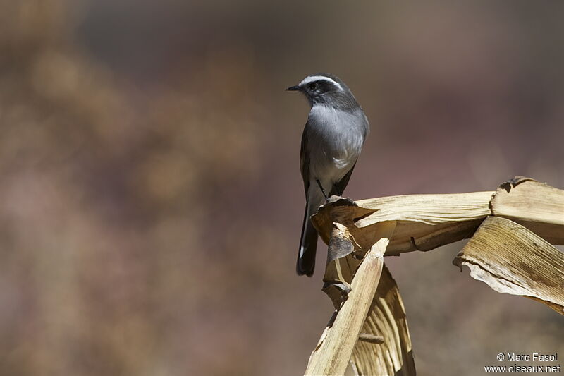 White-browed Chat-Tyrantadult, identification