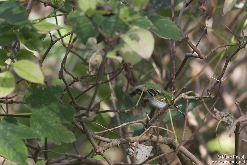 Pallas's Leaf Warbleradult post breeding, identification, feeding habits, Behaviour
