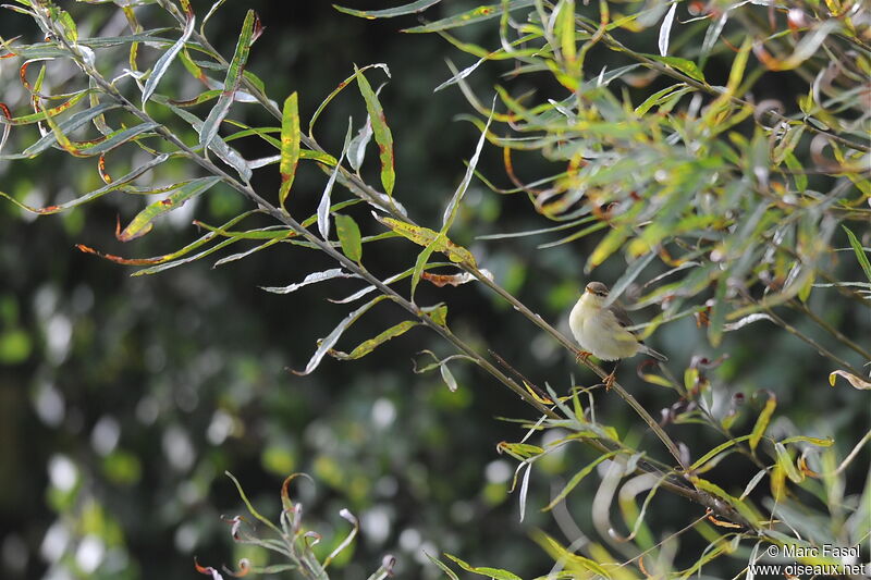 Willow Warbleradult post breeding, identification