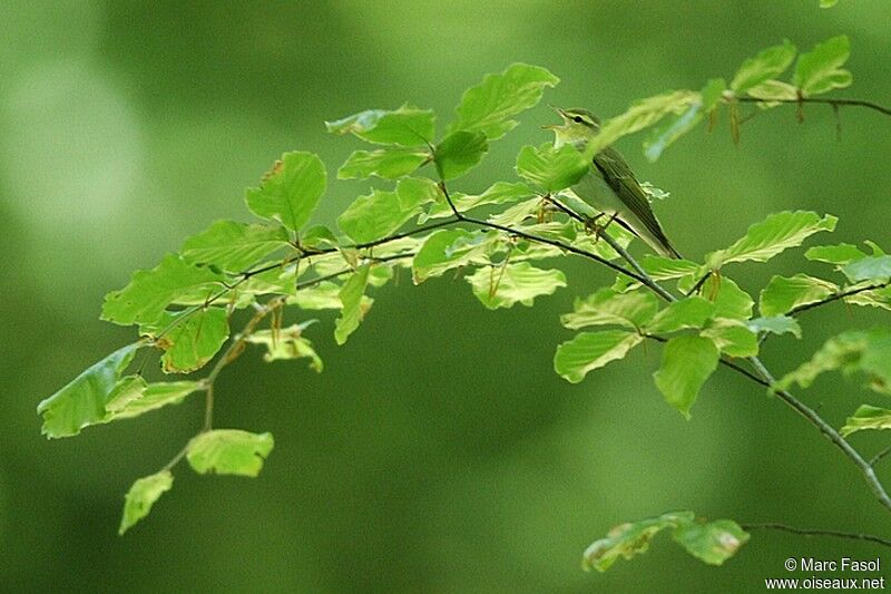 Wood Warbler male adult breeding, song