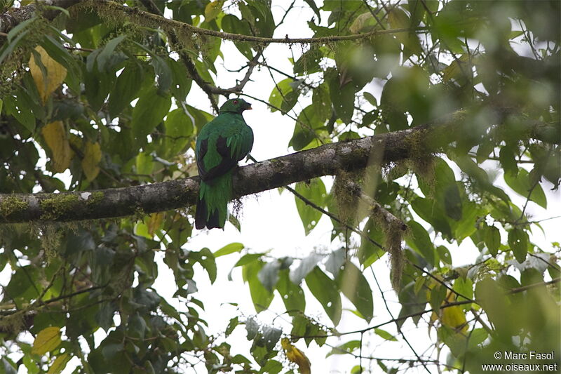 Quetzal antisien mâle adulte, identification