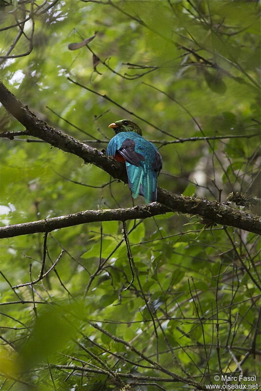 Quetzal doré mâle adulte, identification